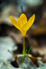 Obraz premium The spring primrose yellow crocus burst through last year's foliage as a symbol of new life.