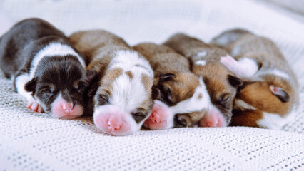 Portrait of five lovely two-month-old puppies of pet dog pembroke welsh corgi relaxing sleeping lying in row on white cotton plaid. Pet love, pet care, dog breeding, veterinary clinic. Studio shot.