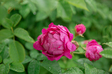 pink rose flower with water drops on green leaves background, close up