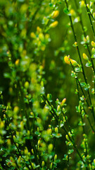Macro de pétales de fleurs jaunes, dans la forêt des Landes de Gascogne