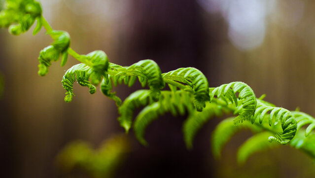 รูปภาพAbondant เลือกดูภาพถ่ายสต็อก เวกเตอร์ และวิดีโอ2,844 Adobe Stock