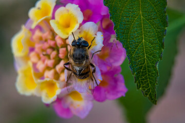 Bee eating nectar on a vivid and colorful close-up of a lantana camara ornamental flower in the garden