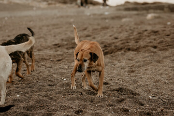 Stray hungry dogs looking for food on the beach. Animal rights concept idea