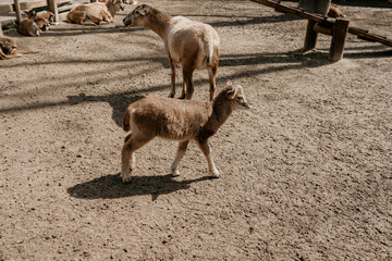 A lamb walking among the sheep lying on the ground in the corral. Animal industry concept idea