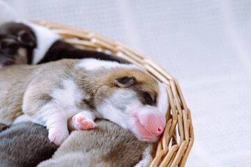 Portrait of several lovely two-month-old puppies of dog pembroke welsh corgi dreaming sleeping lying in different poses in wicker basket on white background. Pet love, pet care, dog breeding. Studio.