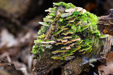 Landscape shot of a piece of tree on the ground with moss and wild mushrooms, on a blurry background.