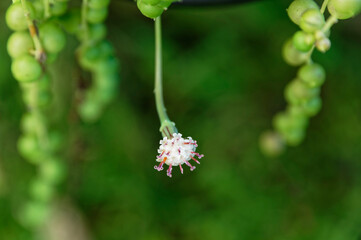 A string of pearls house plant has flowered,