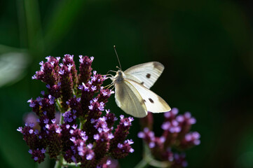 Sunlight is shining through the wings of a beautiful white butterfly