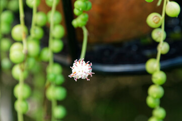A string of pearl flower faces the camera.
