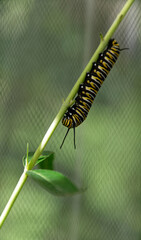 A black and yellow monarch butterfly caterpillar is on the stem of a swan plant.