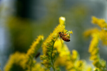 A honeybee is hard at work collecting pollen