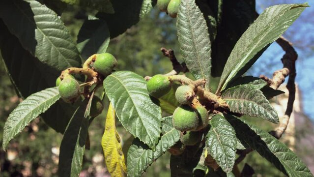 Loquat evergreen fruit tree detail