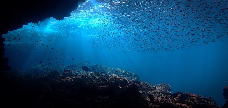 Artistic underwater photography of rays of sunlight and school of fish over a coral reef