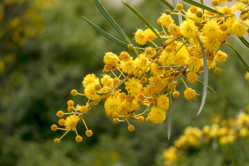 Yellow ball flowers of a flowering tree Acacia saligna close-up on a blurred background