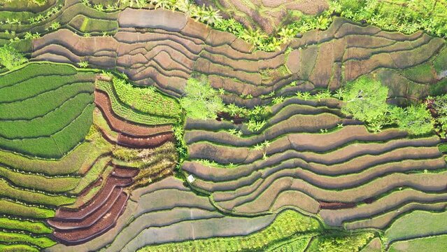 Top down view of watery rice fields. Watery rice field of early paddy plant planting process. Agriculture concept growing rice plants in Indonesia - Nature aerial footage