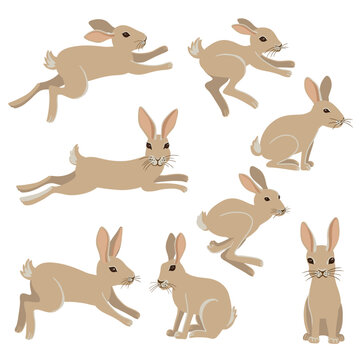 vector drawing hare, rabbit, hand drawn animal isolated at white background , cartoon style character