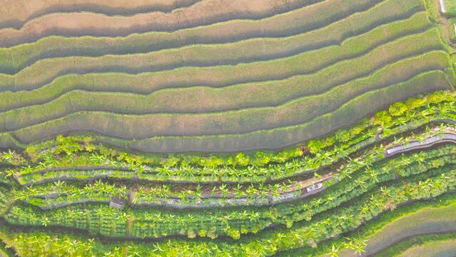 Overhead drone shot pattern of rice field. Flooded rice field of early paddy plant planting process. Agriculture concept growing rice plants in Indonesia - Nature aerial footage