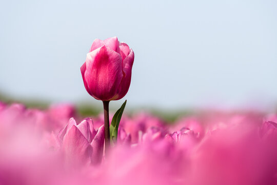 A pink tulip growing high above the other pink tulips in a flower field in spring.