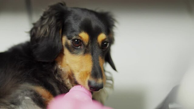 Dachshund sausage dog chewing on a pink dog toy inside the house