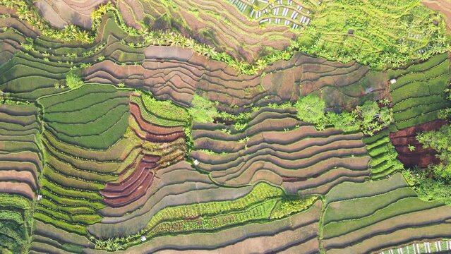 Top down view of pattern of rice field. Green agricultural field. Agriculture concept growing rice plants in Indonesia - Nature aerial footage