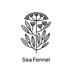 Sea Fennel Plant Natural Ingredient Illustration Design