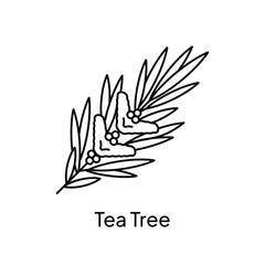 Tea Tree Plant Essential Oil Illustration