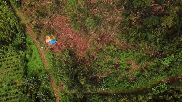 Top Down Aerial View of Cinnamon Harvesting Fields in Countryside of Sumatra Island, Indonesia, High Angle Drone Shot