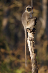 Grey langurs, also called Hanuman langurs and Hanuman monkeys (Semnopithecus dussumieri), young monkey on a tree.