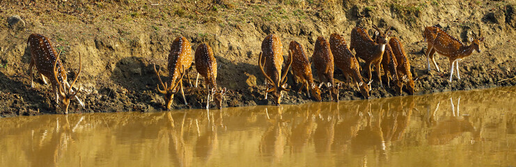 The chital or cheetal (Axis axis), also known as the spotted deer, chital or axis deer. A large herd of deer at a deep forest watering hole. Panoramic shot of a herd of deer drinking.