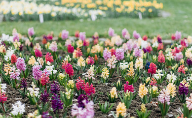 Large flower bed with colorful hyacinths in the botanical garden.