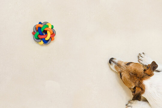 Top view of dog lying on floor looking at colorful pet toy ball