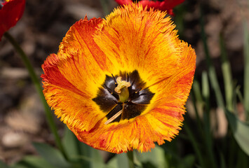 Yellow and orange tulip flower blooming in a garden