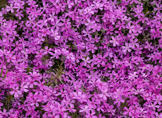 lilac aubrieta deltoidea flowers in the garden.