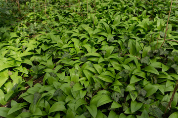 Young bear garlic in the forest
