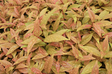 Tropical leaves with the raindrop background texture. Close-up