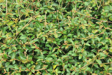 Green leaves with the raindrop background texture. Close-up