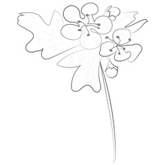 One Line Aesthetic Flower 08