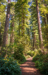 Towering Redwoods at Redwood National Park