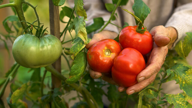 woman holds a tomato harvest in hand im back yard 