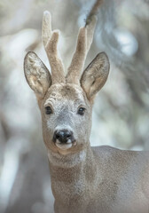 Close up portrait of European male roe deer (Capreolus capreolus) with velvet antlers and winter fur, Italian Alps, March. - Adorable animals concept.