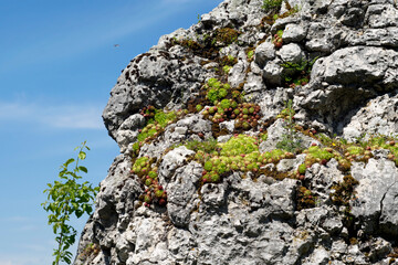 Skalniak. Rośliny rosnące naturalnie na skałach.