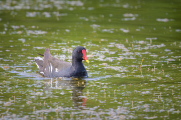 An adult common moorhen swimming in pond