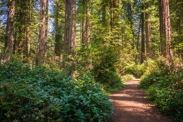 Fototapeta premium Towering Redwoods at Redwood National Park