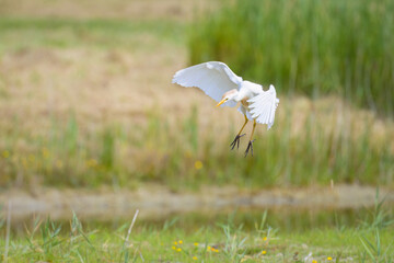 A Western Cattle Egret landing on a meadow