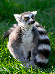 portrait of a lemur on a green background