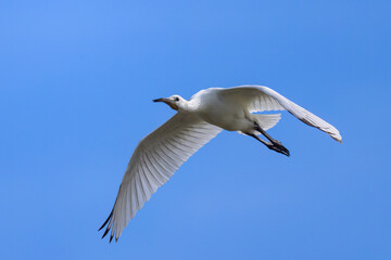 Obraz premium A flying spoonbill on a sunny day in summer