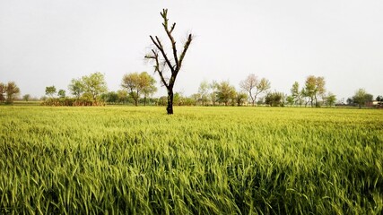 This stock image features a dried tree situated in a vast green field of wheat. The tree appears to...