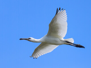 A flying spoonbill on a sunny day in summer