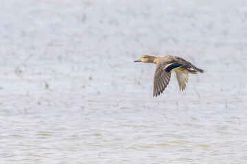 A female Eurasian Teal flying above water