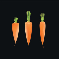 Three raw carrots realistic vector illustration on dark background